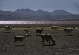 Laguna Colorada Altiplano, Bolivien