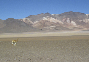 Vicuna Altiplano, Bolivien